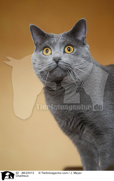 Chartreux / Chartreux / JM-22413