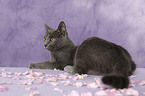 Chartreux