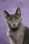 Chartreux