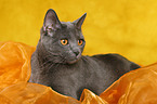 Chartreux