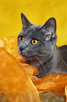 Chartreux