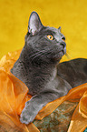 Chartreux