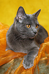 Chartreux