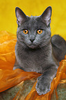 Chartreux