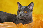 Chartreux