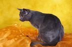 Chartreux