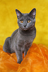 Chartreux