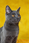 Chartreux