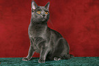 Chartreux