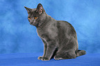 Chartreux