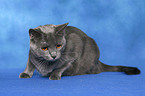 Chartreux