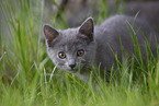 Chartreux kitten