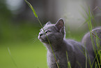 Chartreux kitten