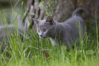 Chartreux kitten