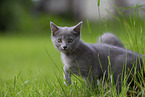 Chartreux kitten