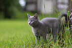 Chartreux kitten