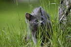 Chartreux kitten