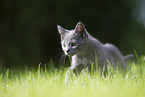 Chartreux kitten