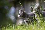 Chartreux kitten