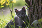 Chartreux kitten