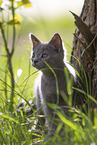 Chartreux kitten