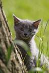 sitting Chartreux