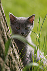 sitting Chartreux