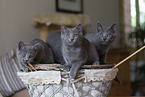 Chartreux kitten