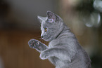 Chartreux kitten