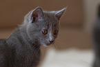 Chartreux kitten