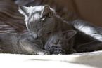 Chartreux kitten