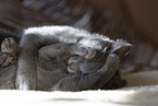 Chartreux kitten