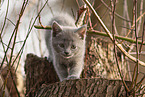 Chartreux kitten