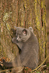 Chartreux kitten climbing tree