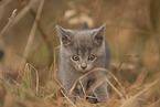 Chartreux kitten