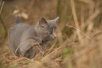 Chartreux kitten