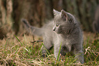 Chartreux kitten