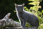 Chartreux kitten