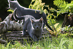 Chartreux kitten