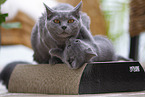 Chartreux