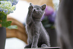 Chartreux Kitten