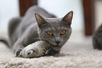 Chartreux