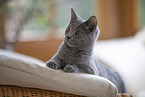 Chartreux