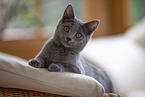 Chartreux