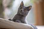 Chartreux