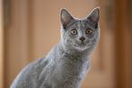 Chartreux