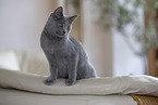 Chartreux