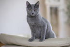 Chartreux