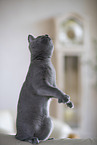 Chartreux