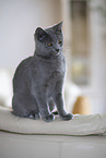 Chartreux